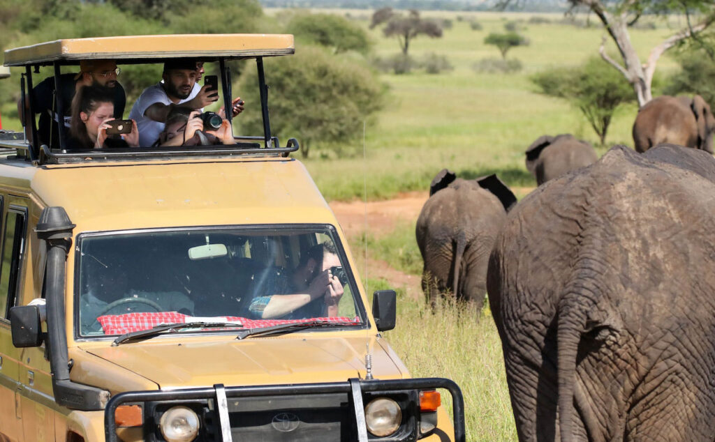 african safari marketing tips